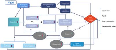 Circadian rhythm in restless legs syndrome